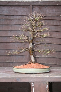 Finished-elm-bonsai
