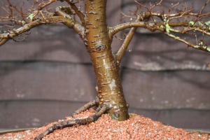 Problem-branch-on-bonsai