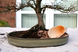 Repotting-elm-bonsai
